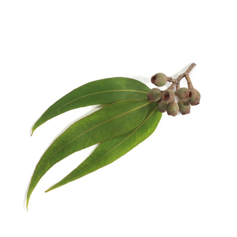 Aceite esencial de Eucalipto Bio 12 ml El Granero